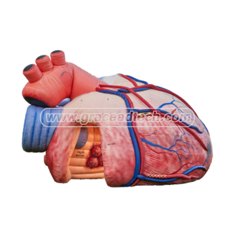Giant Inflatable Medical Heart Model Replicas