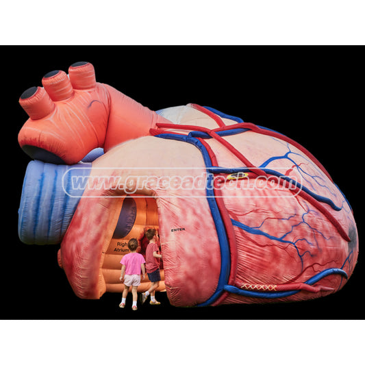 Giant Inflatable Medical Heart Model Replicas